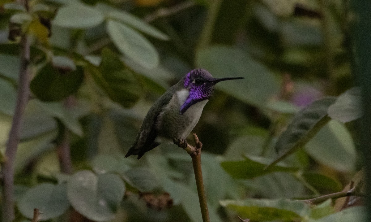 Costa's Hummingbird - ML388165191