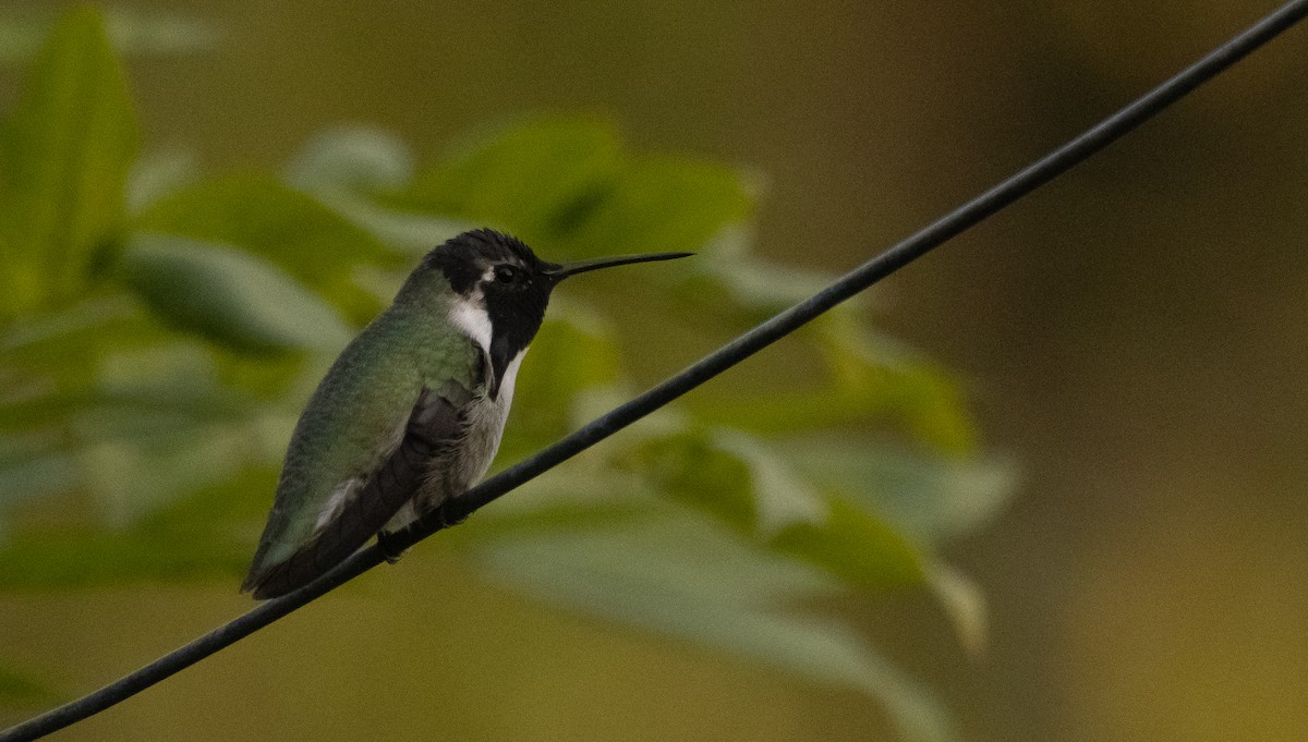 Costa's Hummingbird - ML388165201