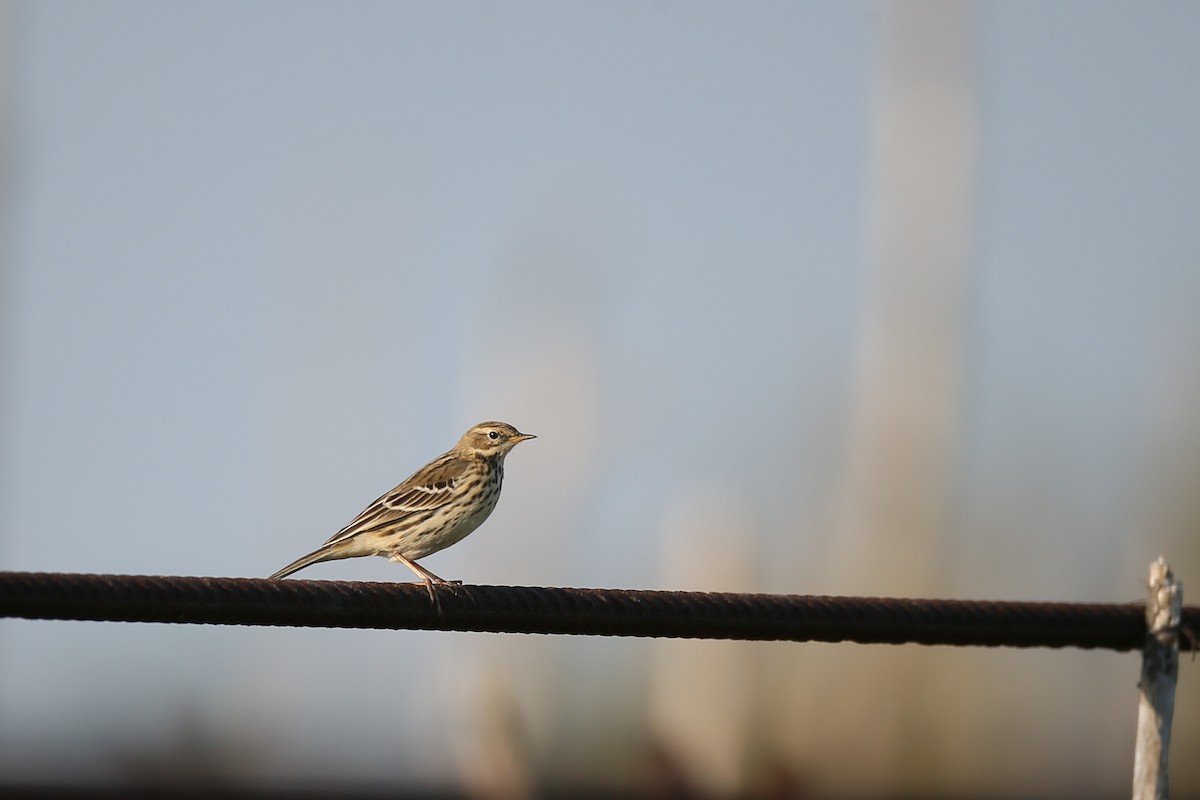 Red-throated Pipit - Ting-Wei (廷維) HUNG (洪)