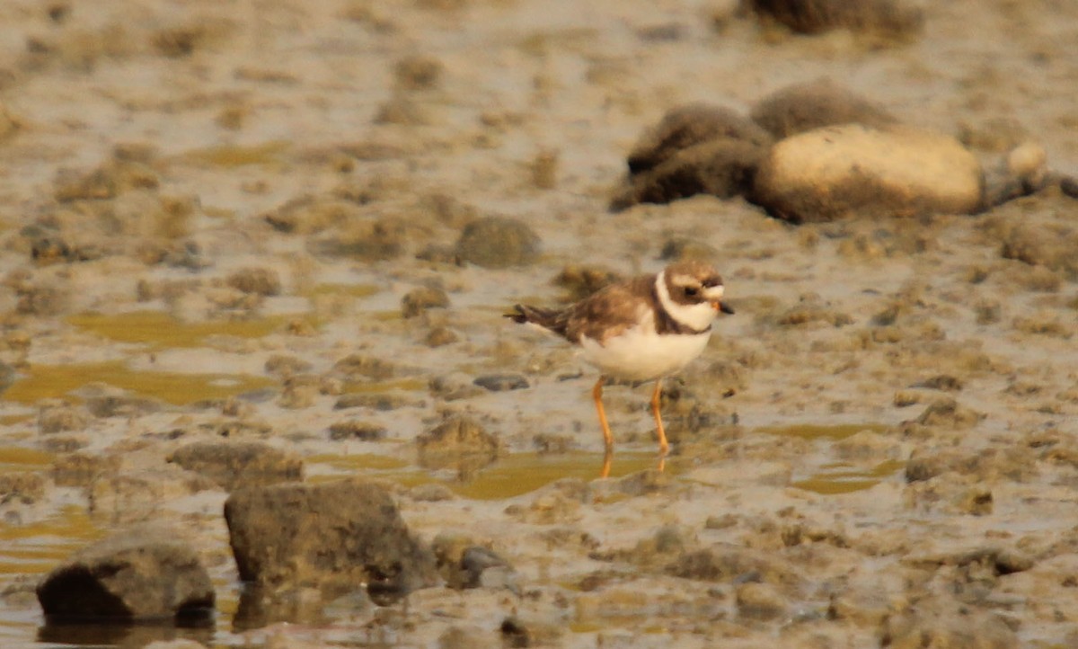 Semipalmated Plover - Corrie Winter
