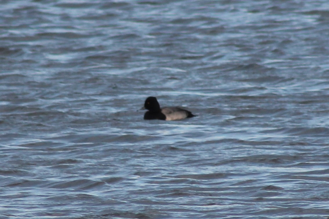 Greater Scaup - ML388168671