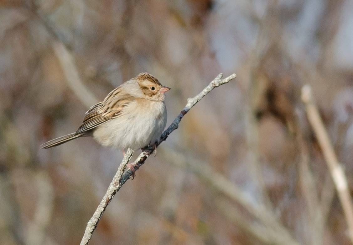 Clay-colored Sparrow - Alix d'Entremont