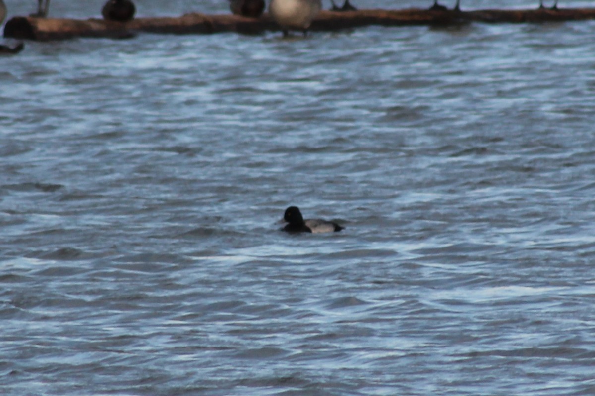 Greater Scaup - ML388174811