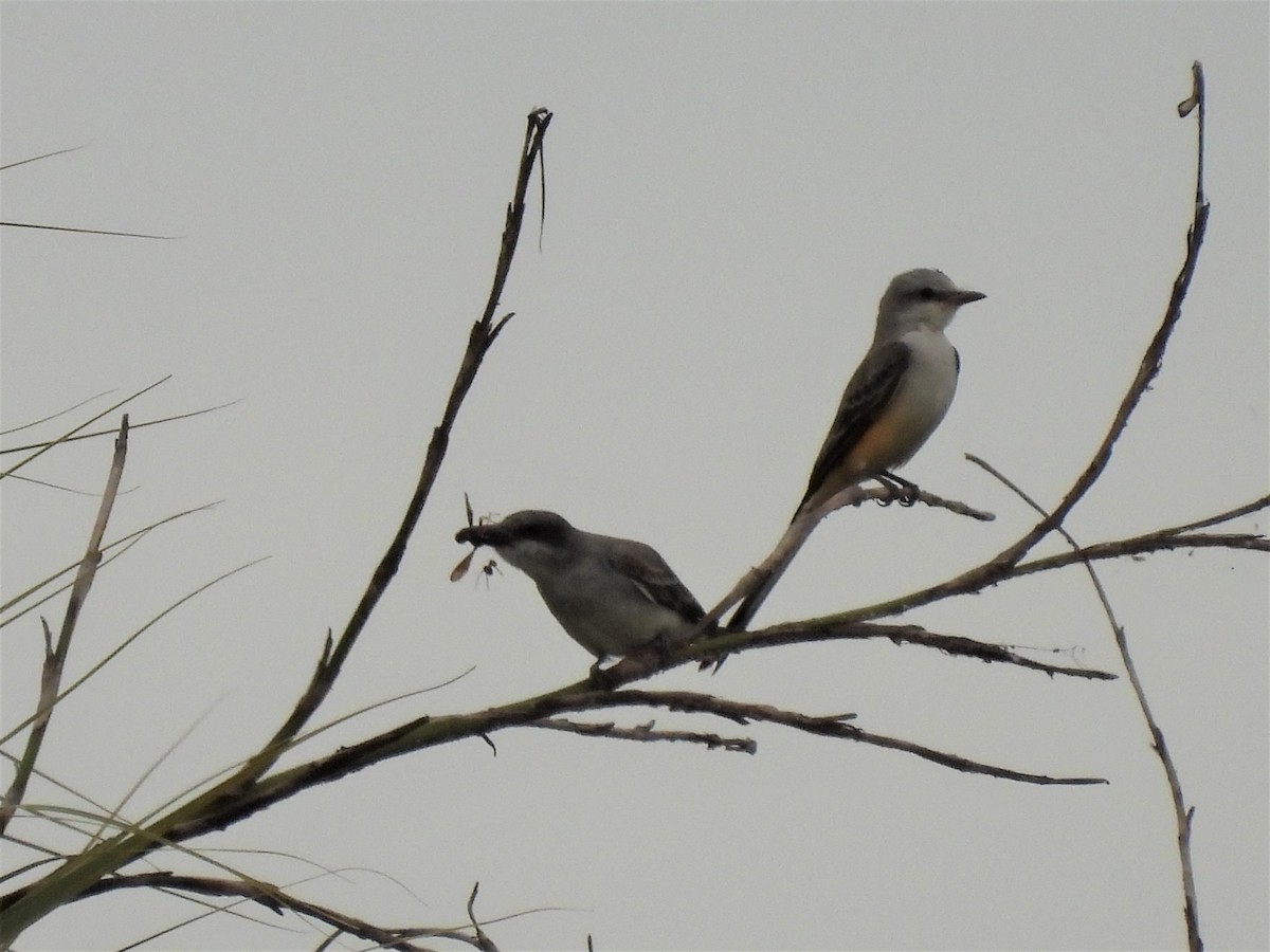 Scissor-tailed Flycatcher - bineshii iikwe