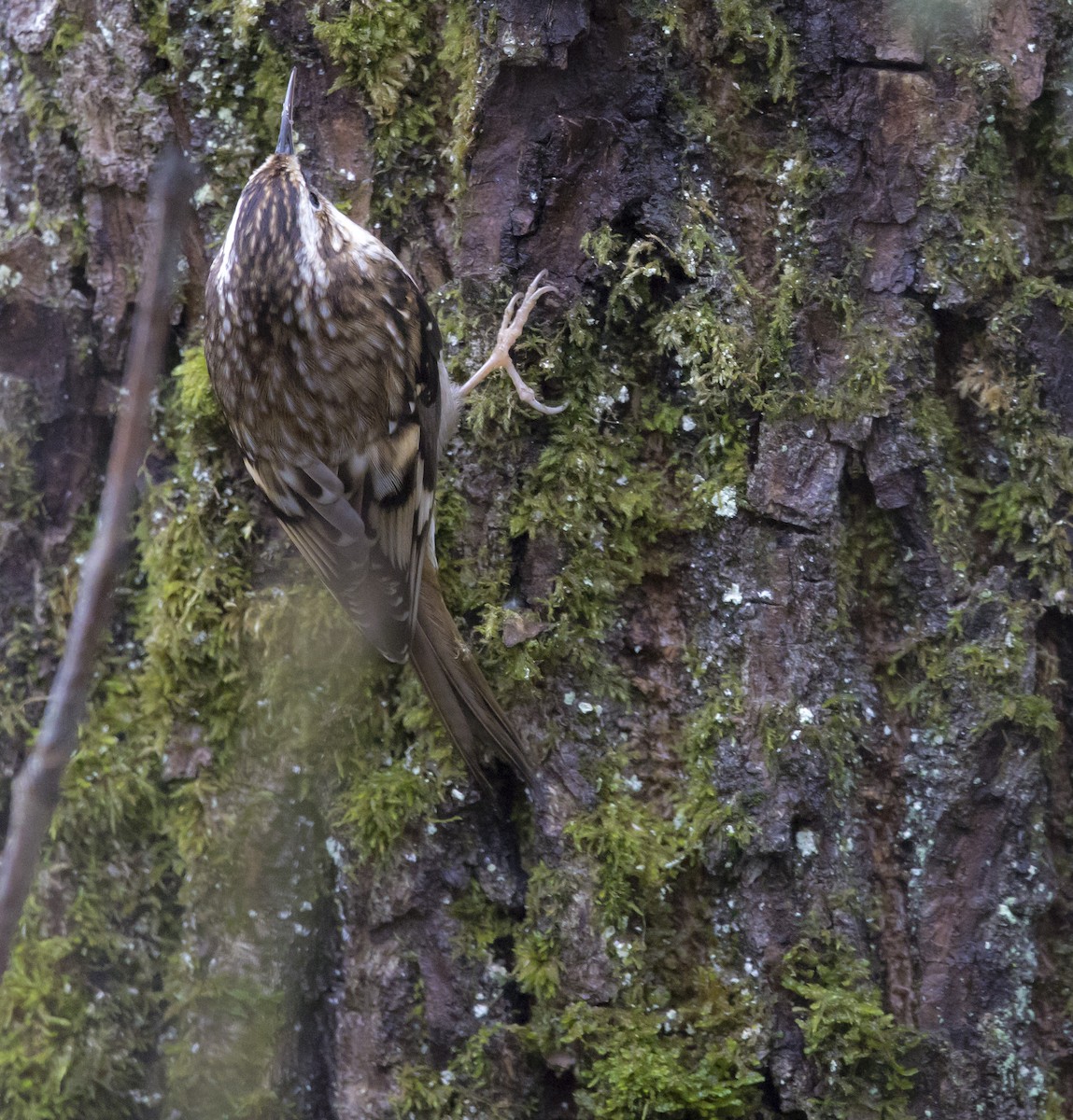 Brown Creeper - Brent Angelo