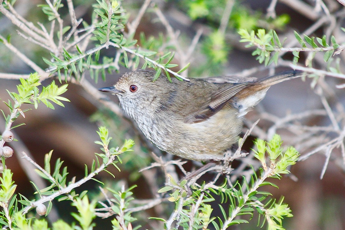 Brown Thornbill - Pauline and Ray Priest