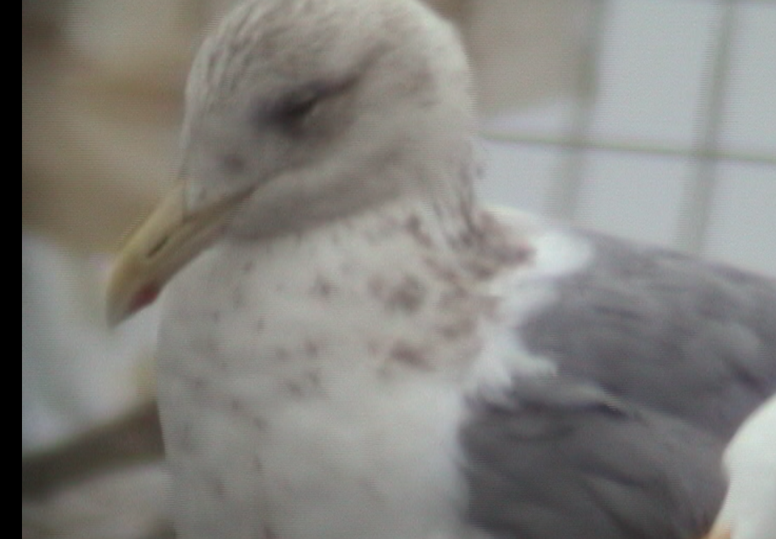 Herring Gull (Vega) - ML38818581
