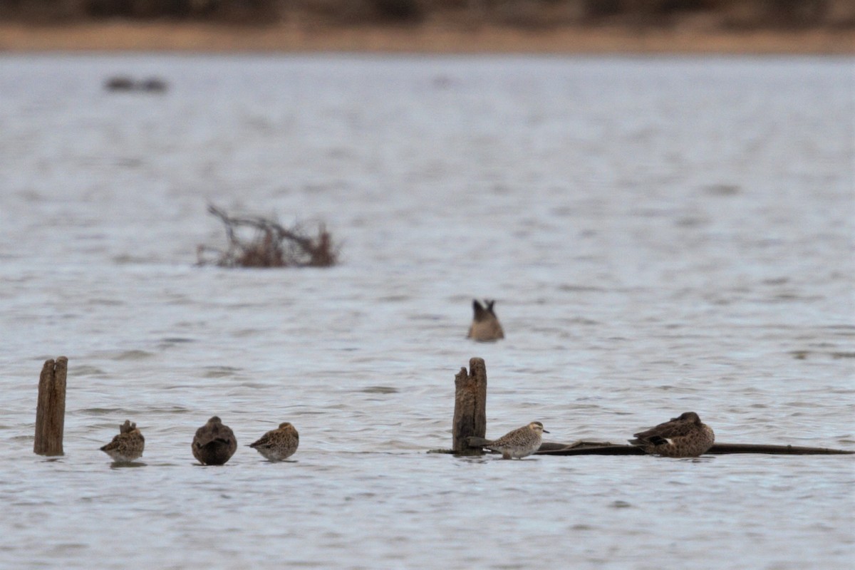 eBird Checklist - 22 Feb 2014 - Point Cook Coastal Park--Cheetham ...