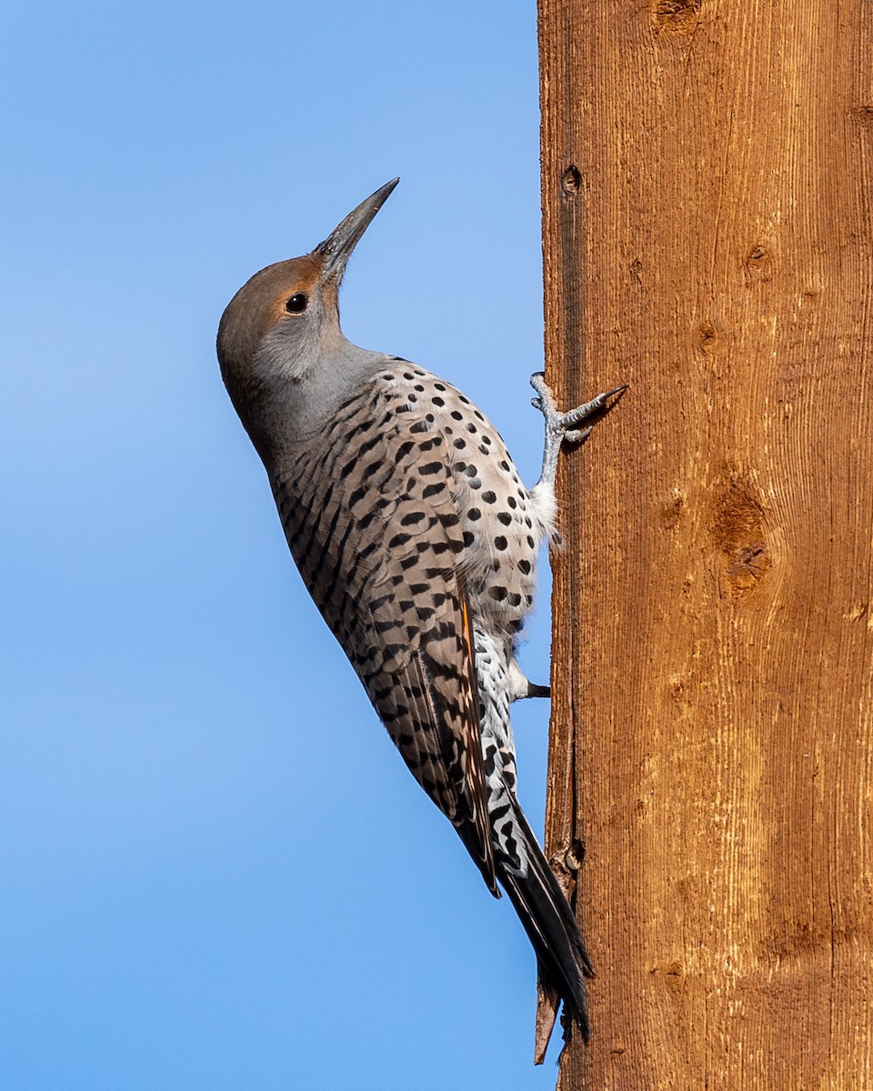 Northern Flicker (Red-shafted) - ML388191571