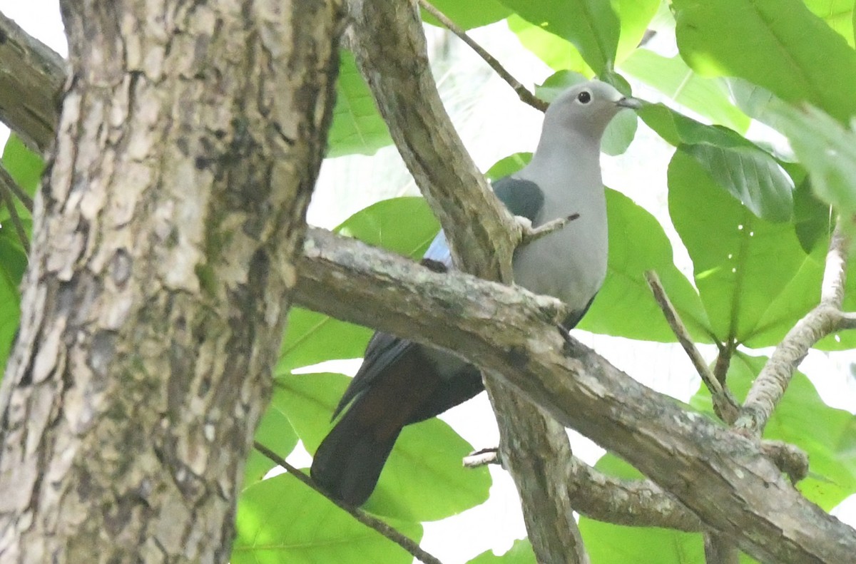 Island Imperial-Pigeon - Cathryn Dippo
