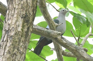  - Island Imperial-Pigeon