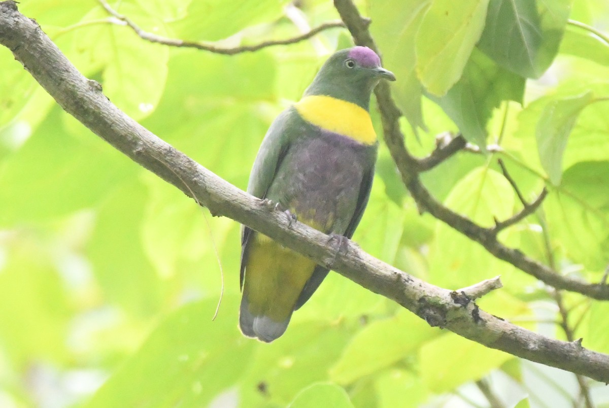 Yellow-bibbed Fruit-Dove - Cathryn Dippo
