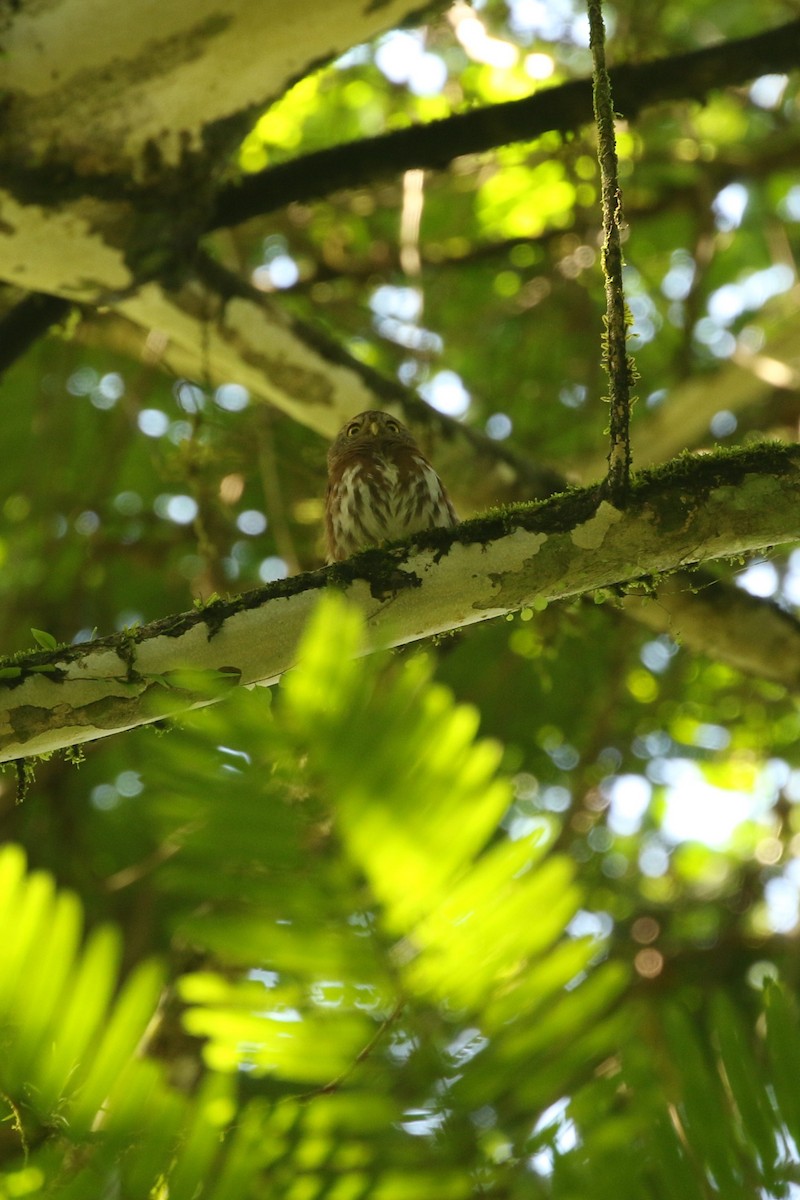 Central American Pygmy-Owl - Warwick Board