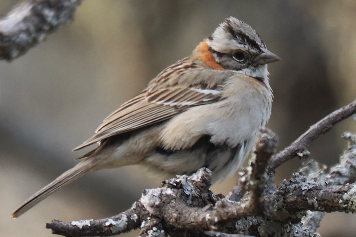 Rufous-collared Sparrow - ML388200281