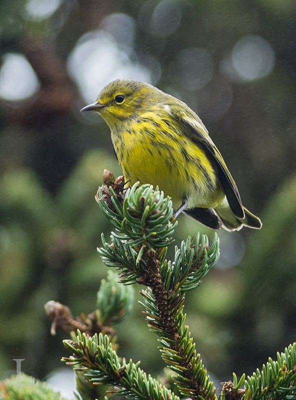 Cape May Warbler - ML38820541