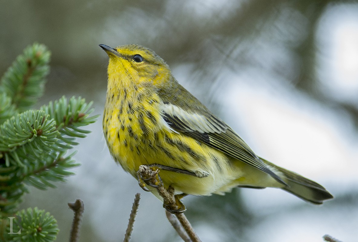 Cape May Warbler - ML38821371