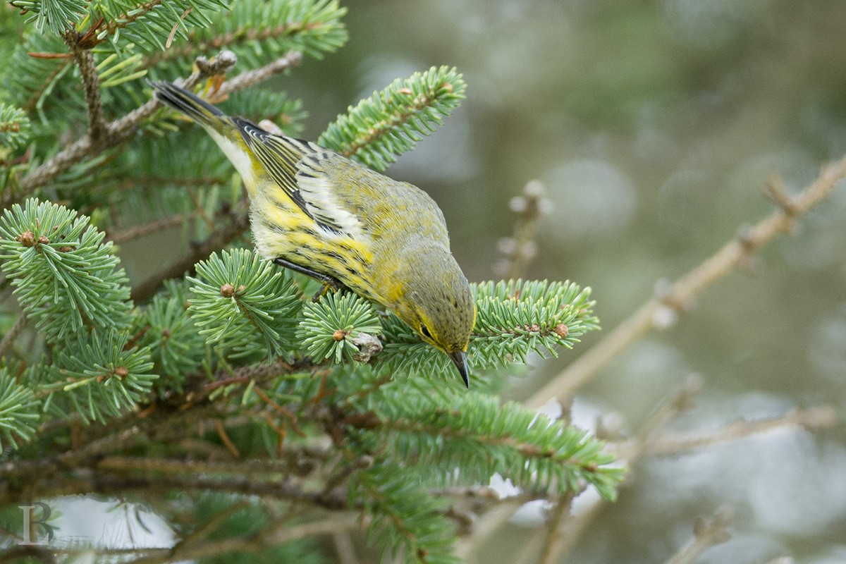 Cape May Warbler - ML38821401