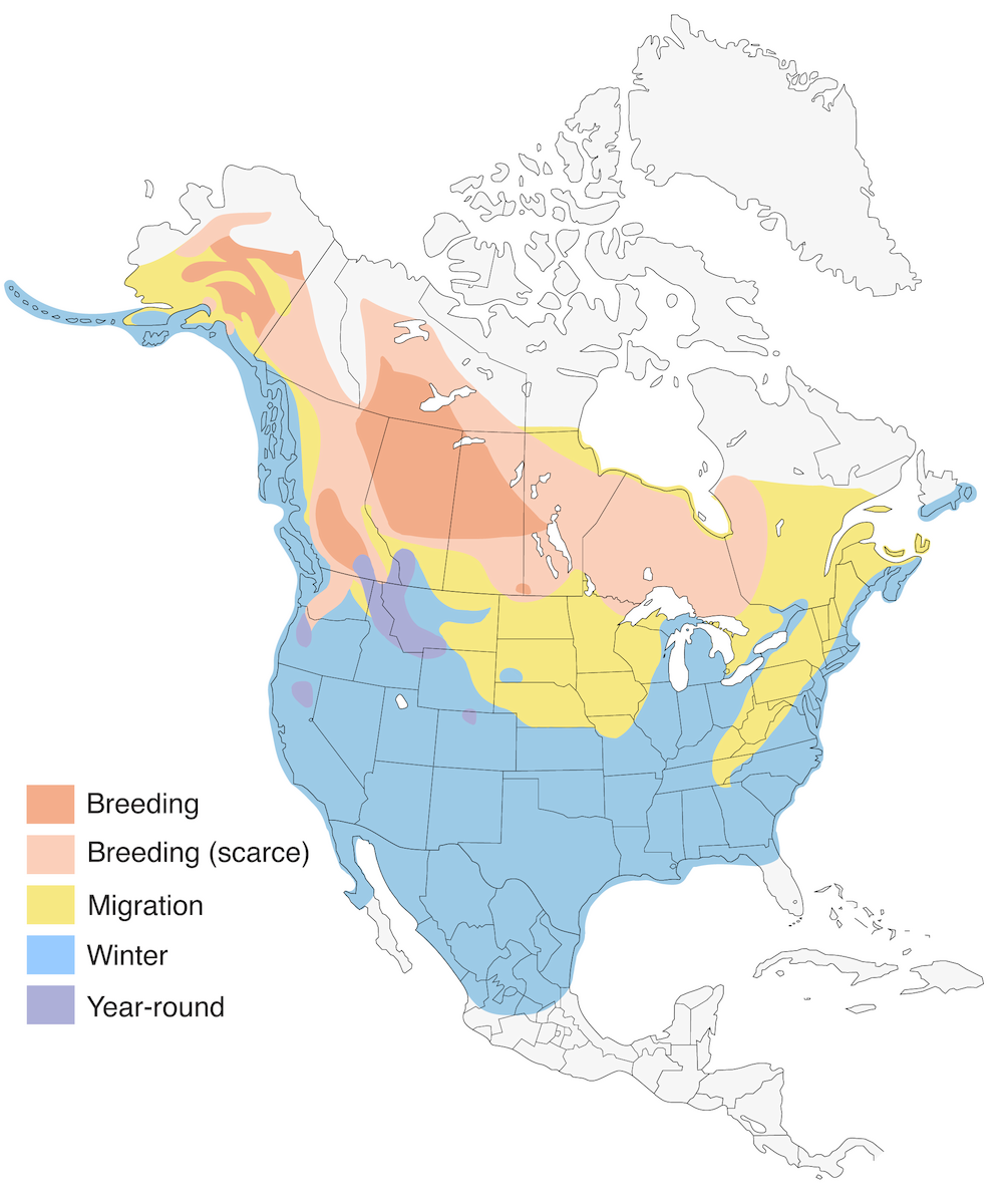 Bufflehead Range Map