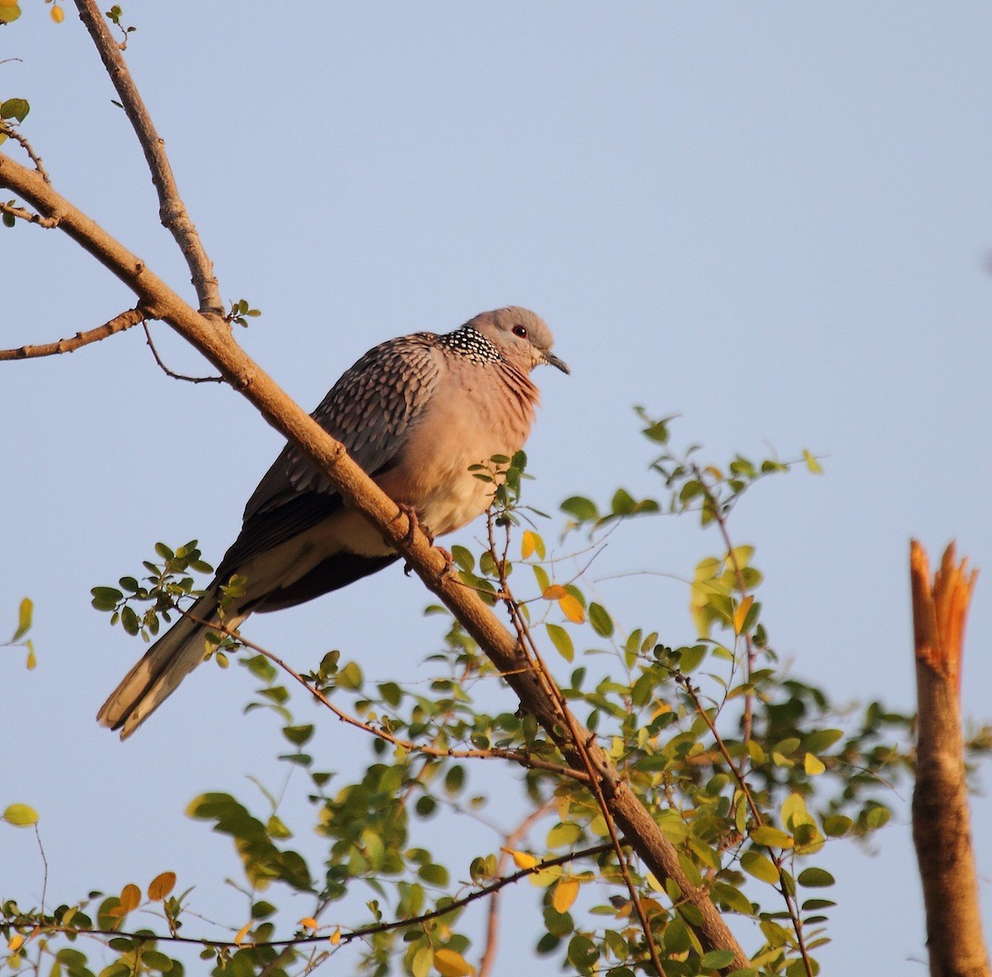 Oriental Turtle-Dove - Amit Bandekar