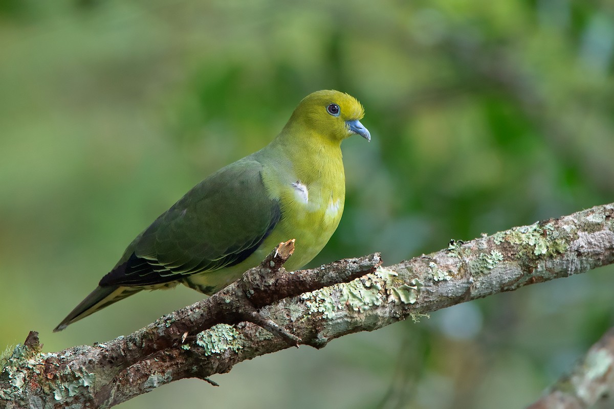 Wedge-tailed Green-Pigeon - ML388220591