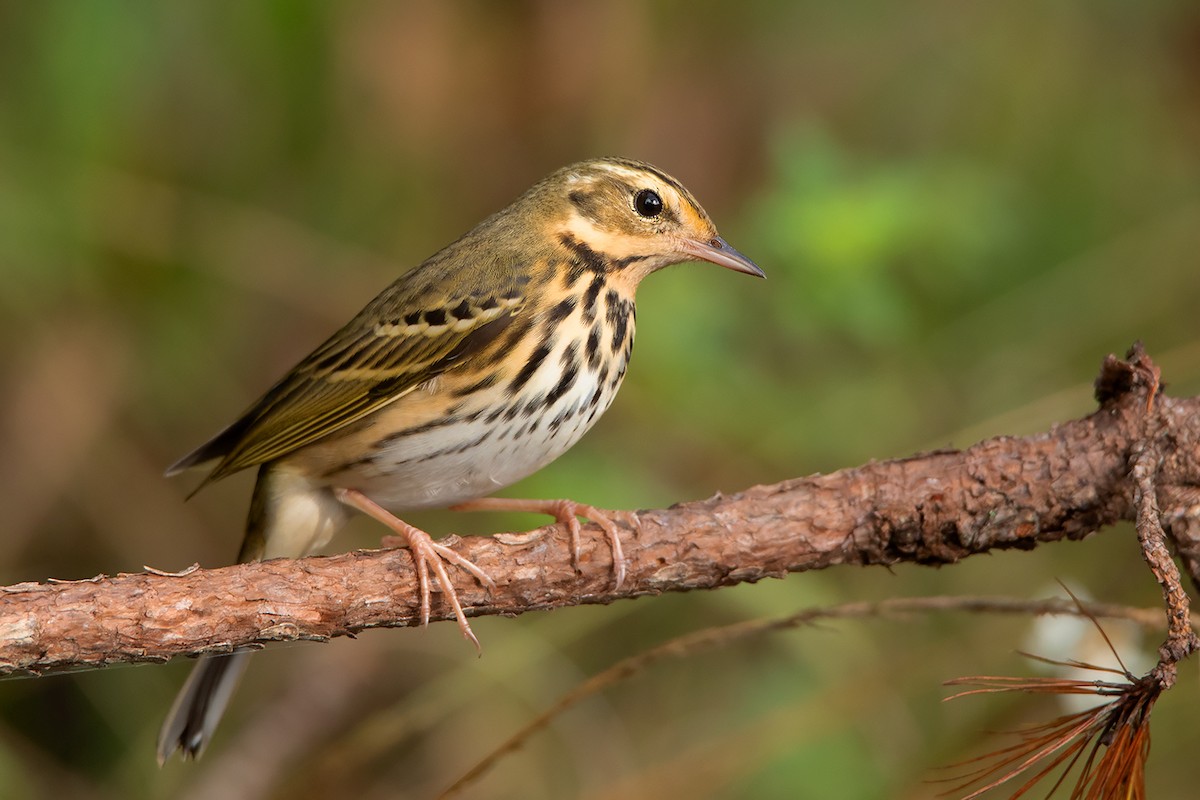 Olive-backed Pipit - ML388221241