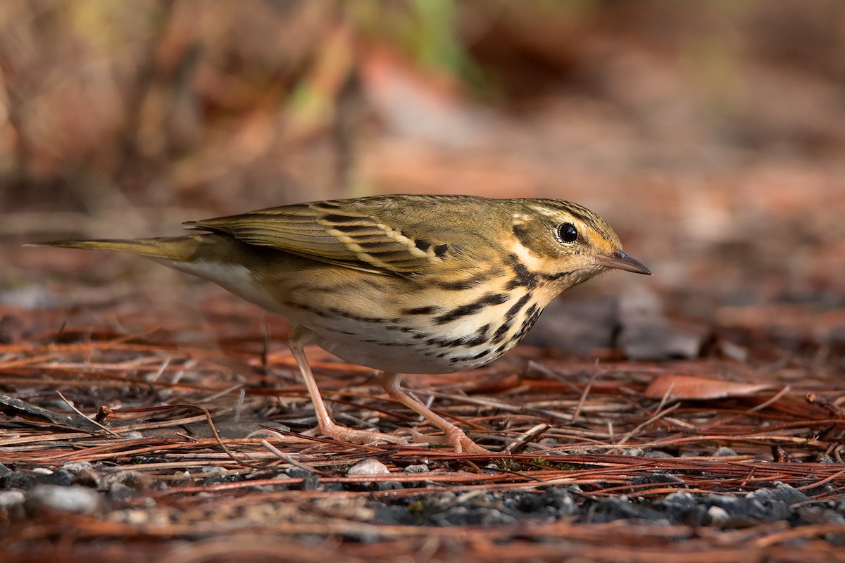 Olive-backed Pipit - ML388221251