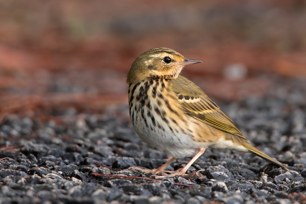Olive-backed Pipit - ML388221261