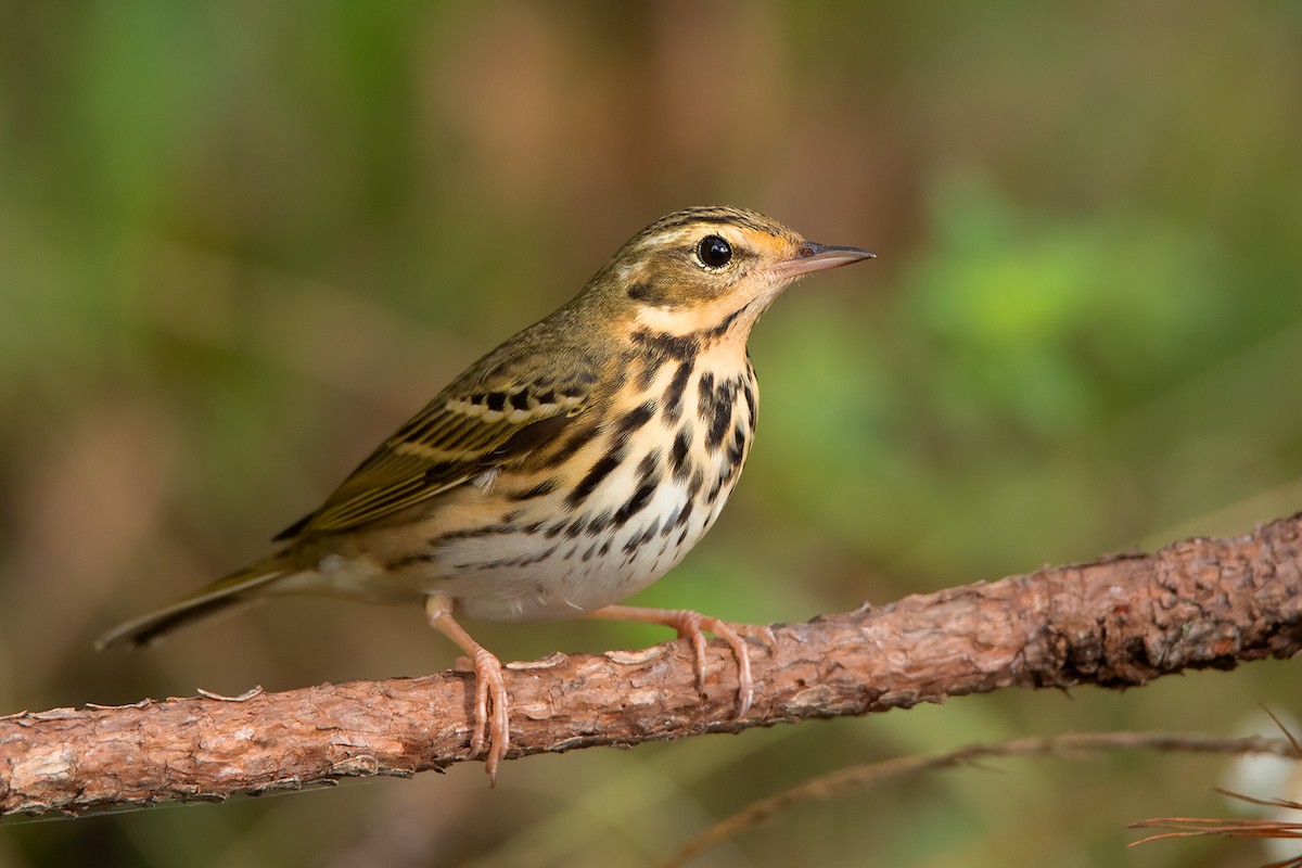 Olive-backed Pipit - ML388221271