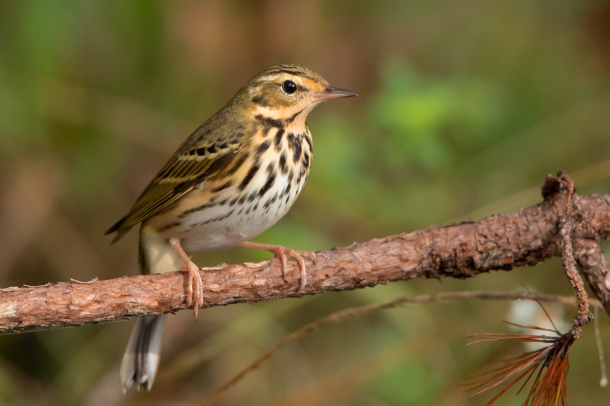 Olive-backed Pipit - ML388221281