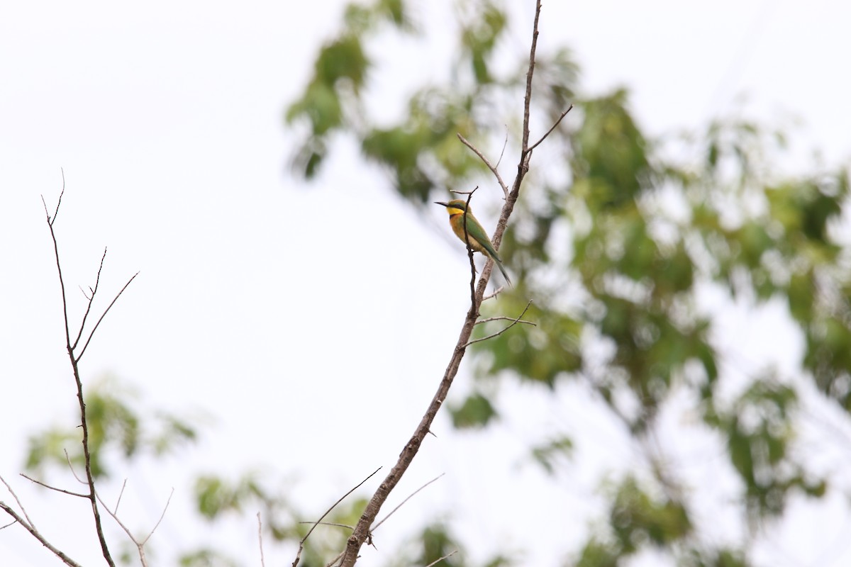 Little Bee-eater - ML388221481