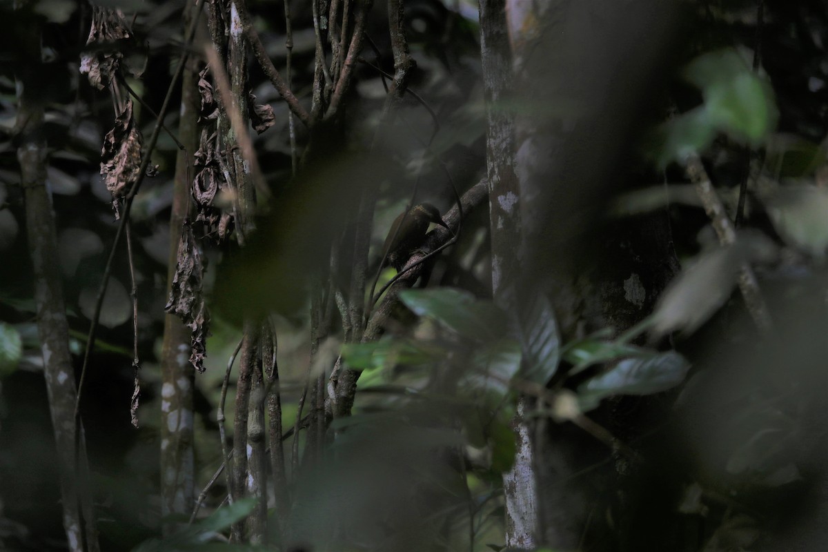 Brown-eared Woodpecker - ML388222341