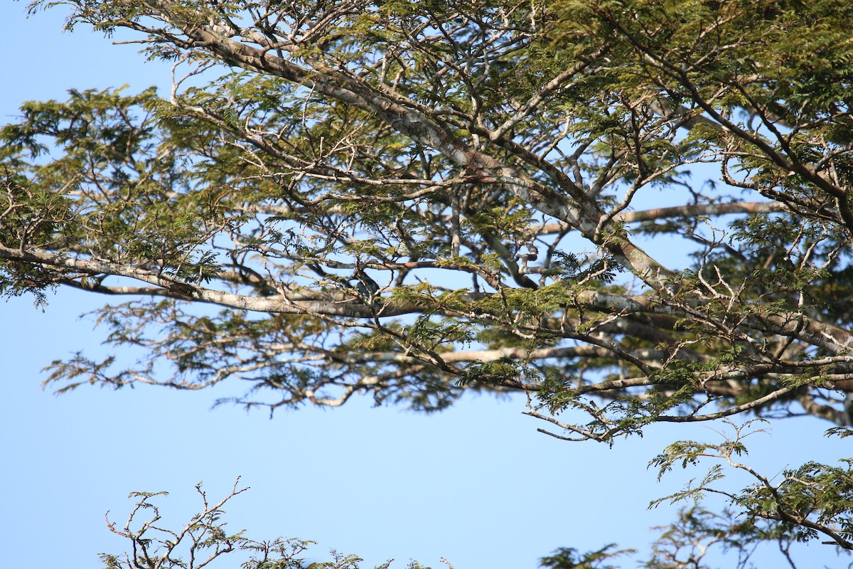 Black-and-white Shrike-flycatcher - Benjamin Bureau