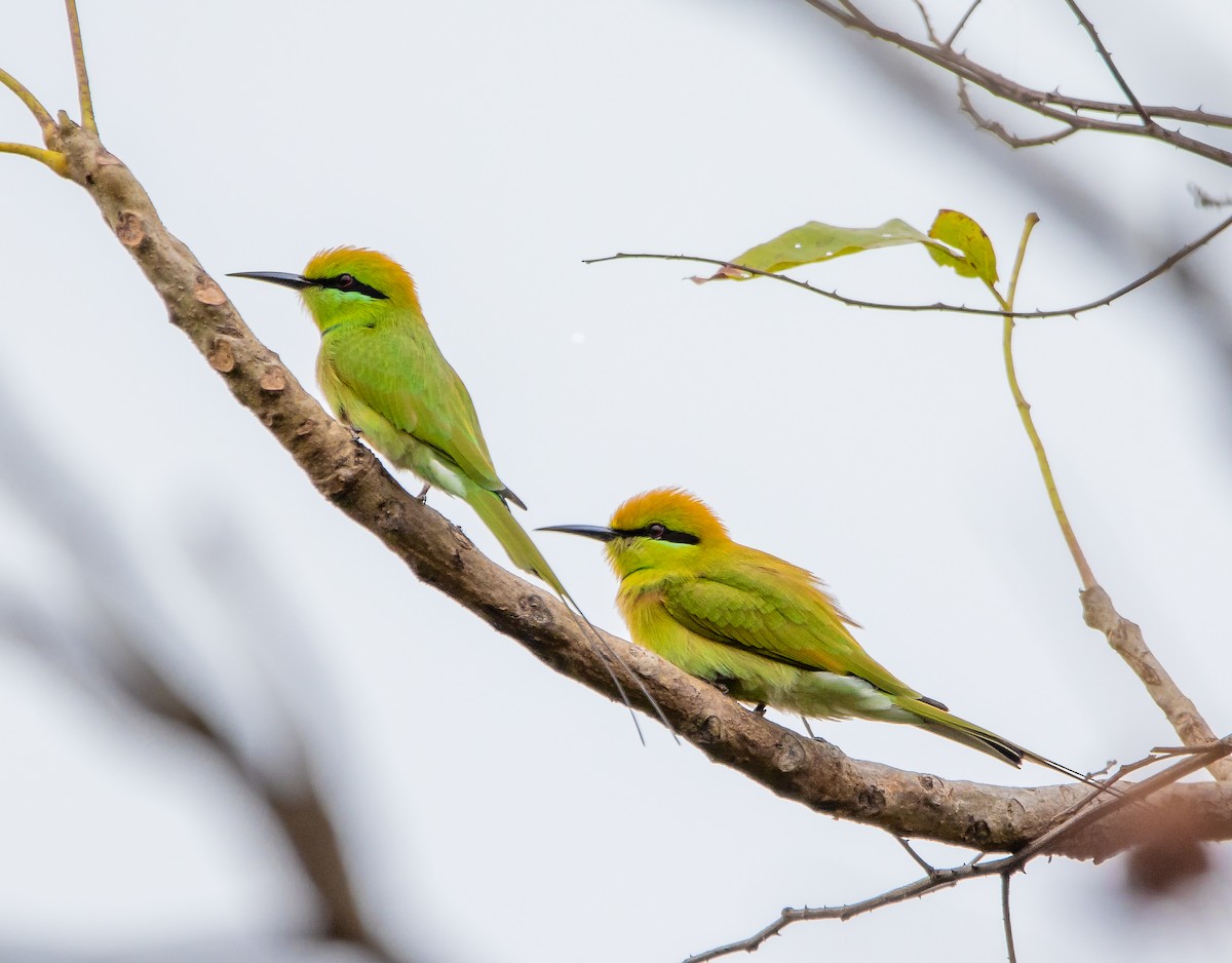 African Green Bee-eater - Nick Hobgood