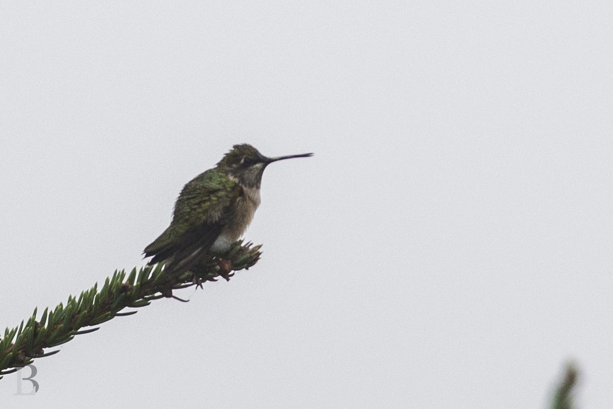 Ruby-throated Hummingbird - Lucas Berrigan
