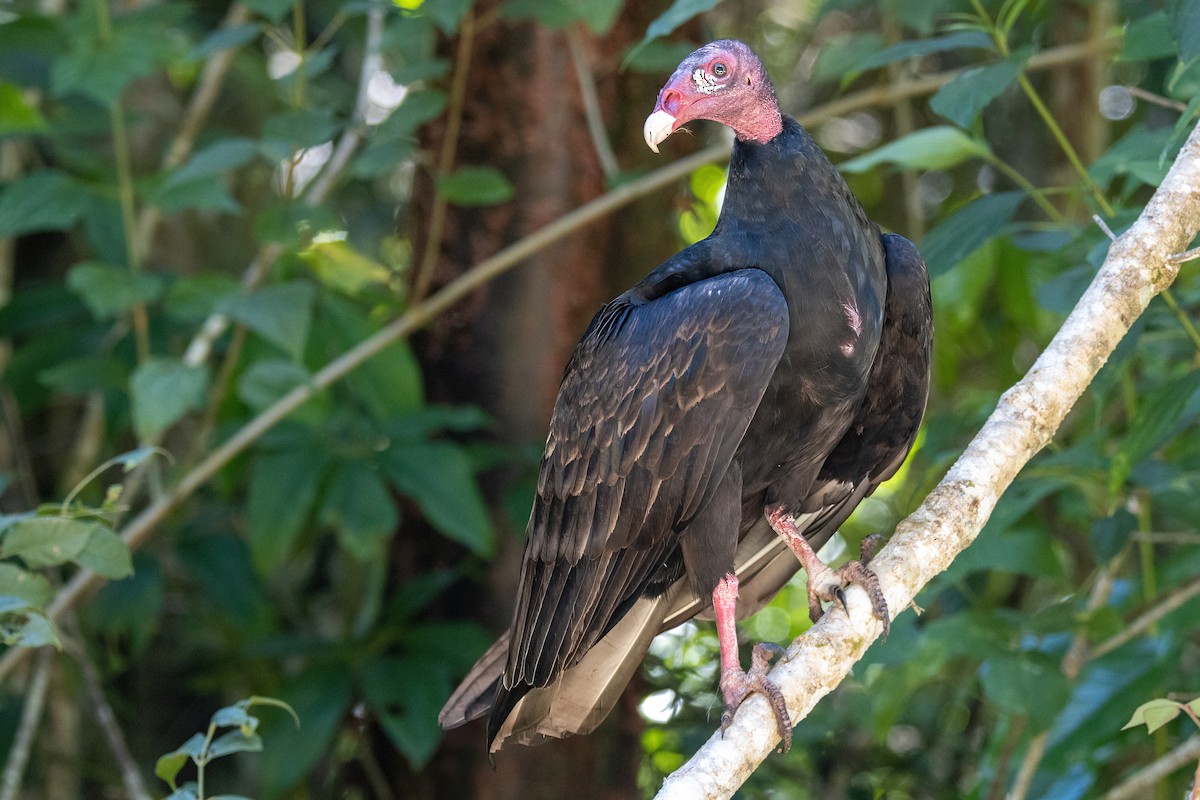 Turkey Vulture - Dave Rodriguez