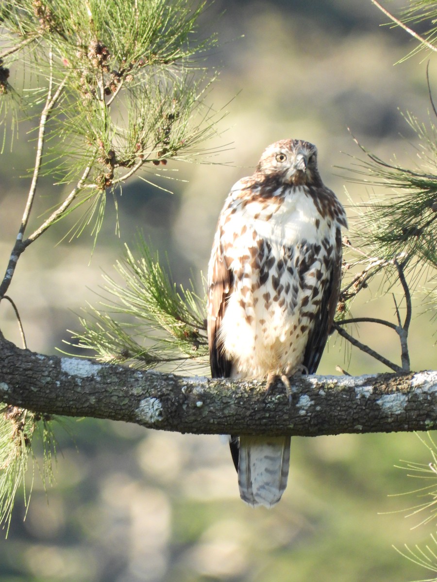 Red-tailed Hawk - ML388244921