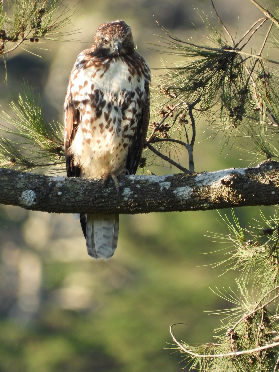 Red-tailed Hawk - ML388244941