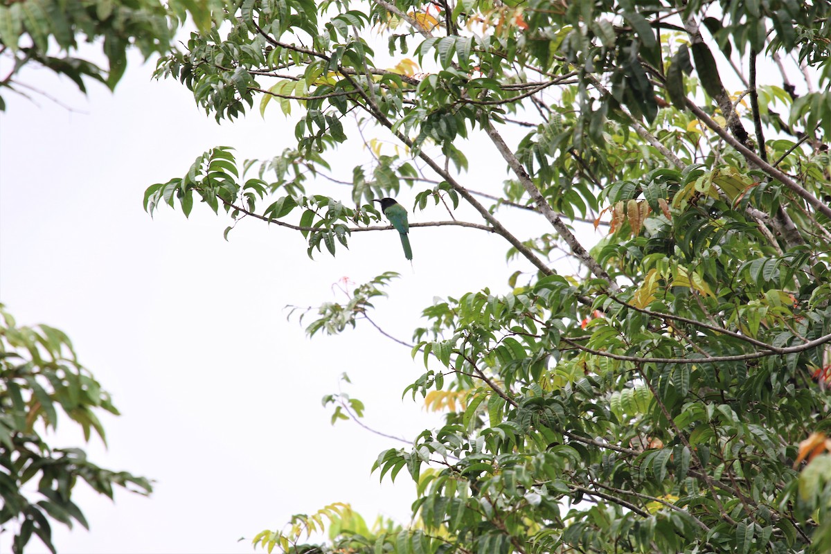 Black-headed Bee-eater - ML388245011