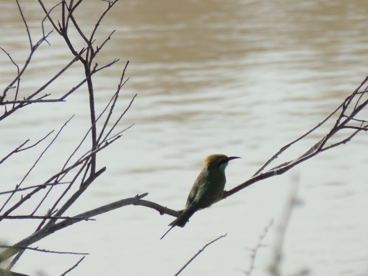 Asian Green Bee-eater - ML388245821