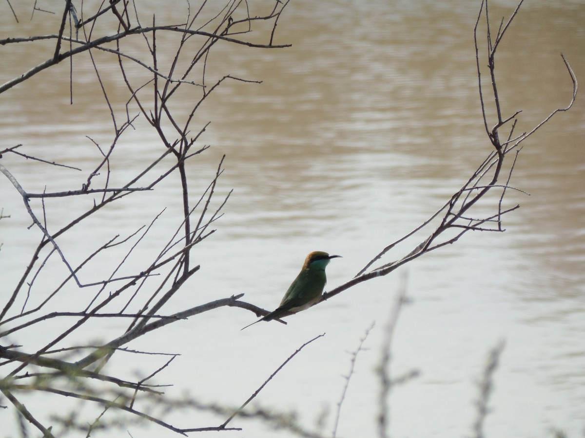 Asian Green Bee-eater - ML388245881