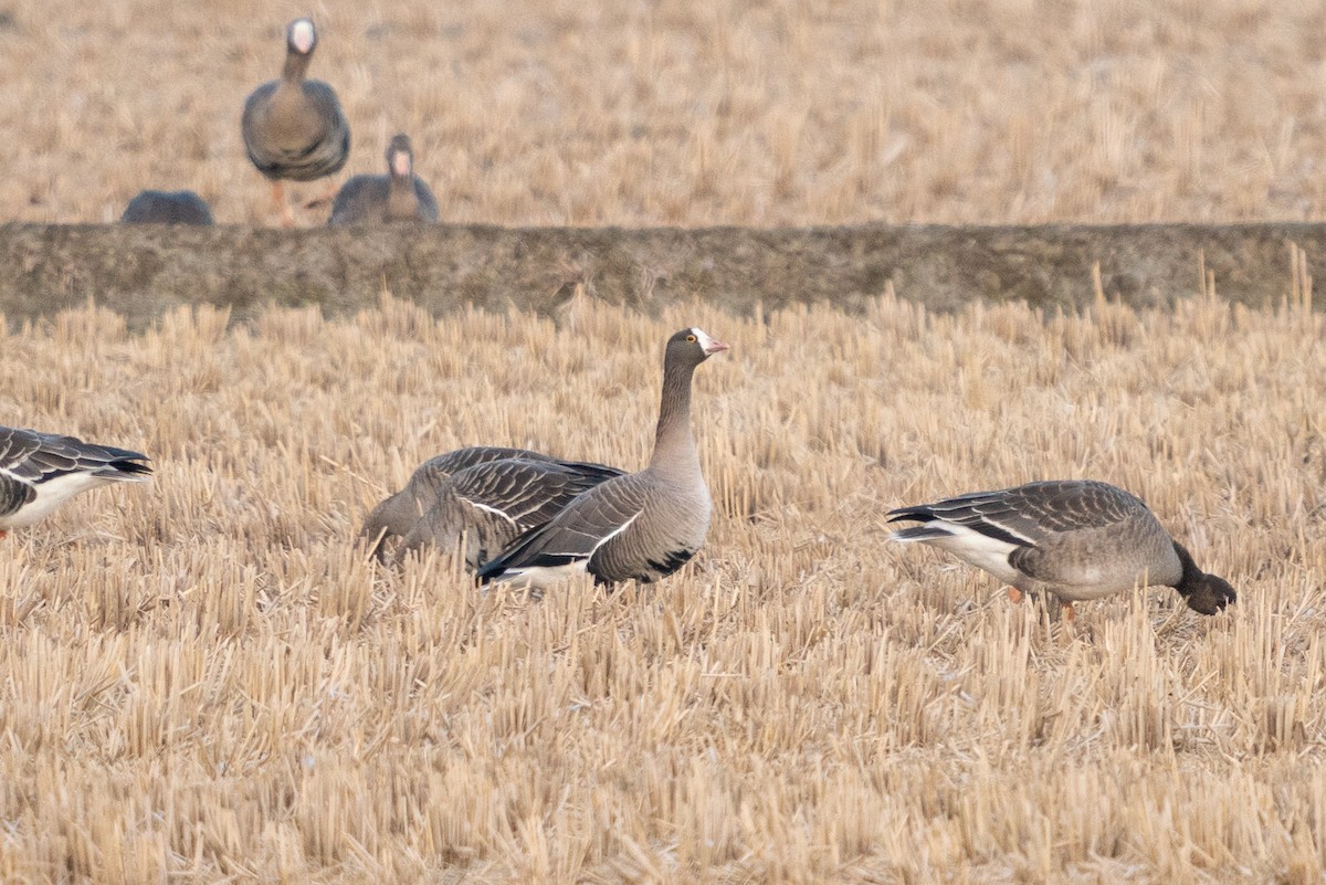 Lesser White-fronted Goose - ML388247051