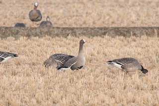 Lesser White-fronted Goose, ML388247051