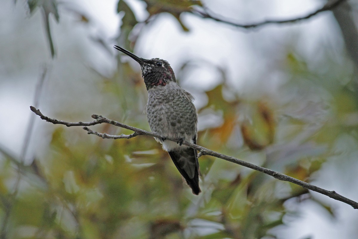 Anna's Hummingbird - ML388252691
