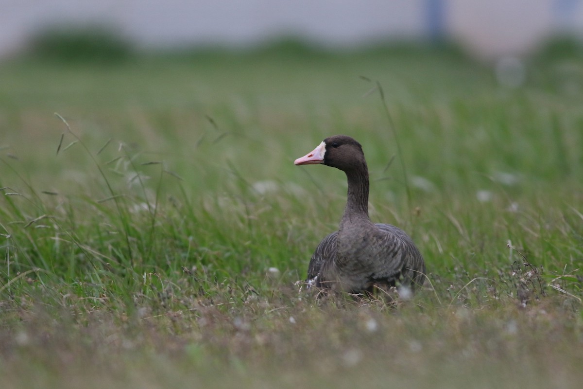 Greater White-fronted Goose - Alen Lin