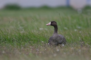 Greater White-fronted Goose, ML388259411