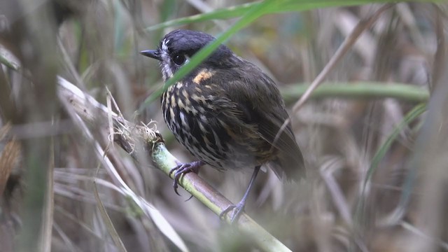  - Crescent-faced Antpitta