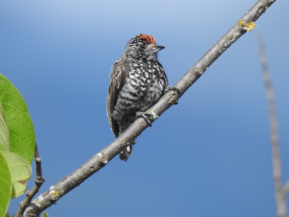 Speckle-chested Piculet - ML388262021