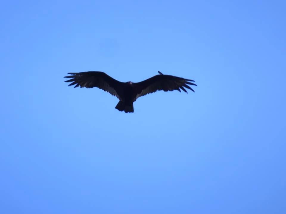 Turkey Vulture - ML388265041