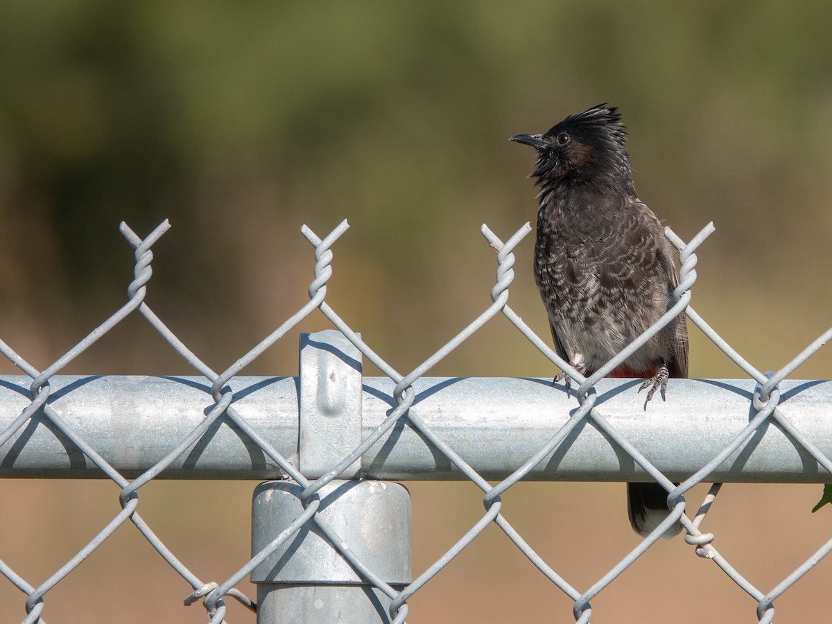 Red-vented Bulbul - ML388265431