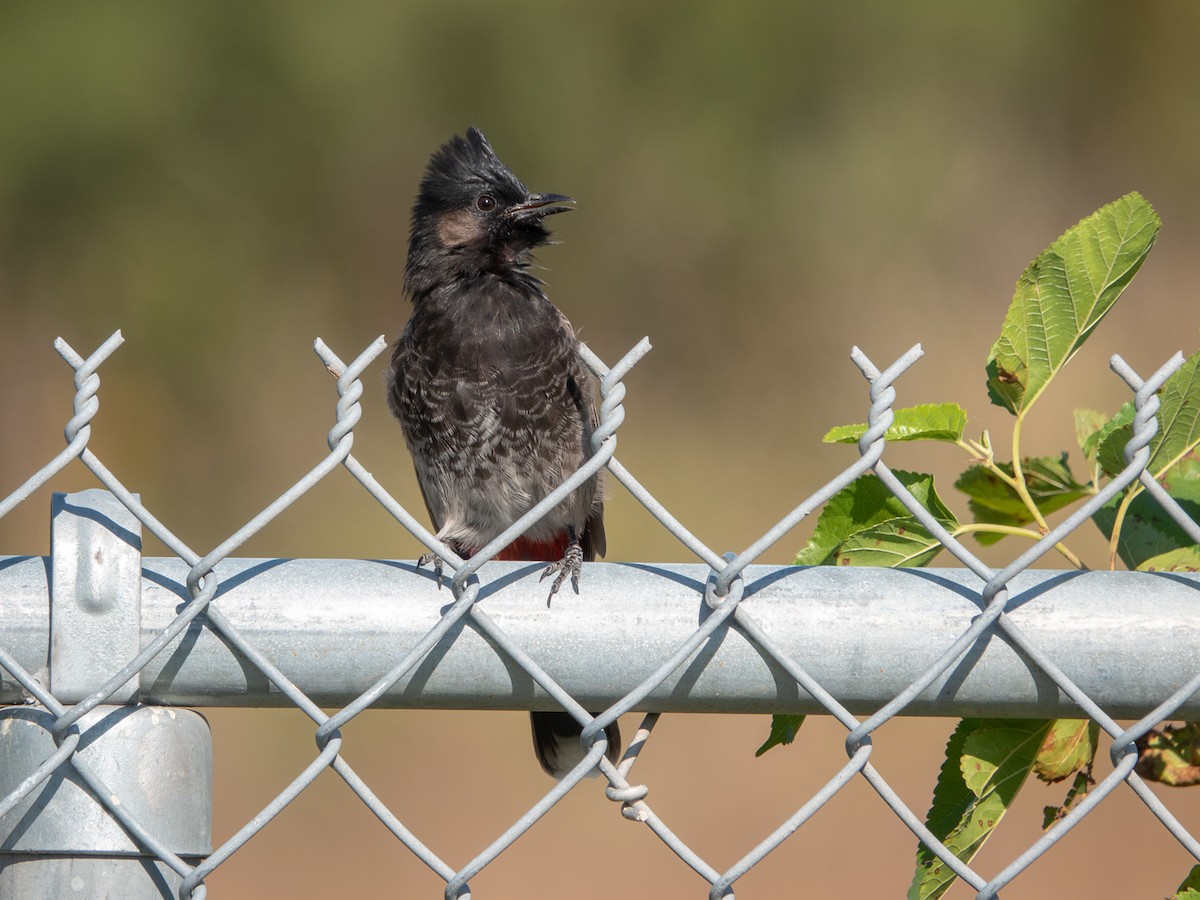 Red-vented Bulbul - ML388265461